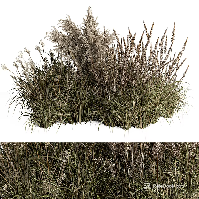 Various Ornamental Grasses With Tall And Short Green Brown Foliage In Clumping Growth 3d model 