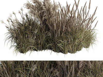 Various Ornamental Grasses With Tall And Short Green Brown Foliage In Clumping Growth 3d model