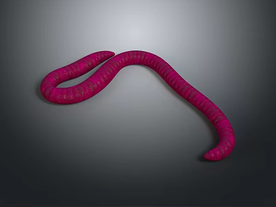 Detailed Pink Worm with Ringed Texture Curved Body on Gray Background 3d model