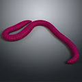 Detailed Pink Worm with Ringed Texture Curved Body on Gray Background