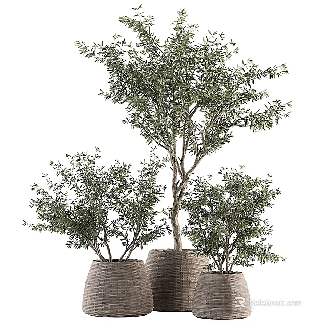 Olive Bonsai Potted Plants in Different Sizes Woven Baskets for Indoor Home Decor 3d model 