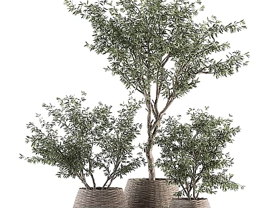 Olive Bonsai Potted Plants in Different Sizes Woven Baskets for Indoor Home Decor 3d model