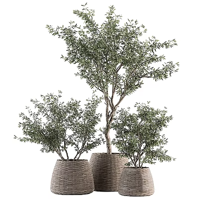 Olive Bonsai Potted Plants in Different Sizes Woven Baskets for Indoor Home Decor 3d model