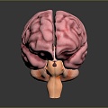 Human Brain Human Brain Brain Structure Head Planer Face Human Head Planer Face Human Brain Planer Face Structure 3d model