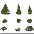 Different Arbor Tree Varieties Displaying Various Shapes and Lush Green Foliage in Landscaping