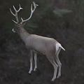 Majestic Deer With Large Antlers Standing In Green Meadow Grassland
