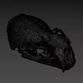 Animal Skull Display On Dark Background From URE Lab University Of Nevada