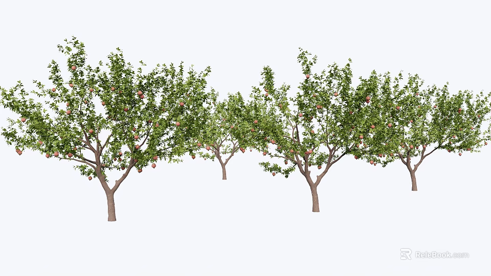 Tall Deciduous Arbor Trees With Green Leaves And Red Fruits In Garden 3d model 