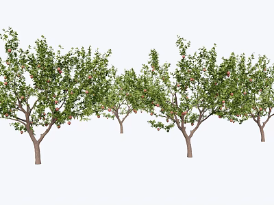 Tall Deciduous Arbor Trees With Green Leaves And Red Fruits In Garden 3d model