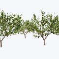 Tall Deciduous Arbor Trees With Green Leaves And Red Fruits In Garden