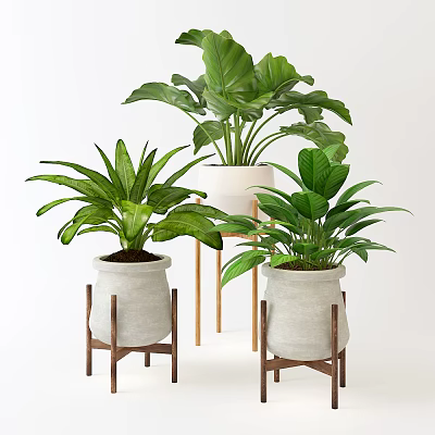 Nordic Bonsai Bonsai 3d model