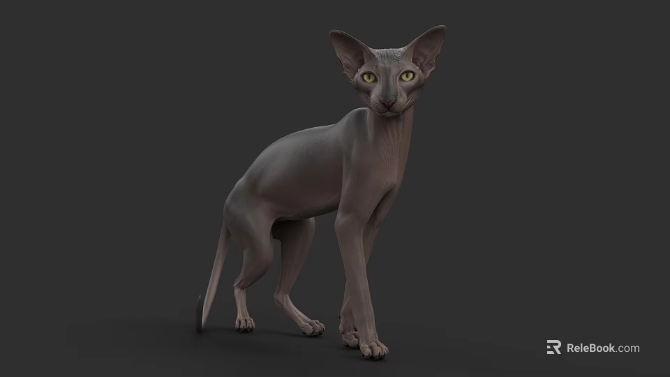 Gray Sphynx Cat Standing With Yellow Eyes On Gray Background 3d model 