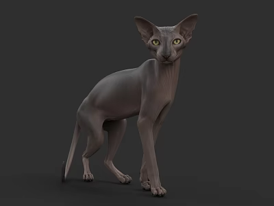 Gray Sphynx Cat Standing With Yellow Eyes On Gray Background 3d model