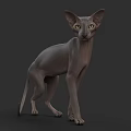 Gray Sphynx Cat Standing With Yellow Eyes On Gray Background 3d model