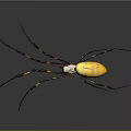 Colorful Spider With Yellow Red Abdomen And Long Black Legs On Dark Background
