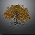 Vibrant Autumn Tree With Orange Red Leaves And Exposed Roots On Gray Background