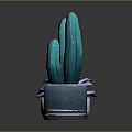 Purple Succulent in White Pot and Green Cactus in Blue Pot for Indoor Decor