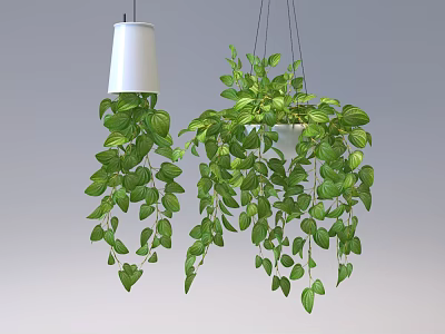 Hanging Basket Plants With Lush Green Trailing Leaves For Indoor Home Decor 3d model