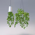 Hanging Basket Plants With Lush Green Trailing Leaves For Indoor Home Decor