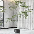 Indoor Bonsai Potted Plants In Modern Planters Near Window With Curtains