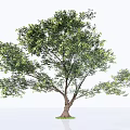 Lush Green Tree With Thick Trunk And Dense Foliage In Natural Setting 3d model