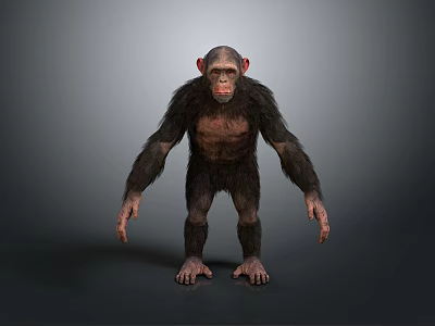 Realistic Chimpanzee 3D Model In Standing Pose With Dark Fur And Gray Background 3d model