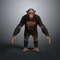Realistic Chimpanzee 3D Model In Standing Pose With Dark Fur And Gray Background