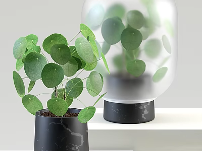Fresh Potted Bonsai Plant with Green Leaves in Black Marble Textured Pot on White Shelf 3d model