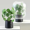 Fresh Potted Bonsai Plant with Green Leaves in Black Marble Textured Pot on White Shelf