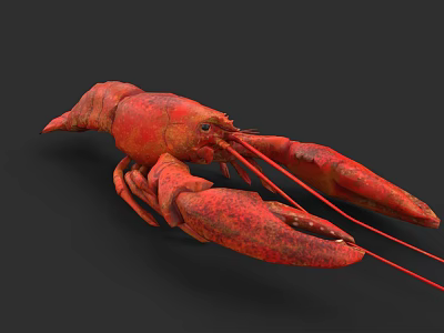 Red Lobster Marine Aquatic Animal With Large Claws And Long Red Antennae 3d model