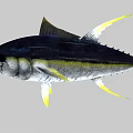 Blue and Yellow Tuna Fish With Streamlined Body And Yellow Fins
