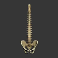 Detailed Human Spine And Pelvis Skeletal Organ Model Anatomical Structure