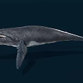 Blue Whale Swimming In Deep Blue Water With Open Mouth Streamlined Body Fins And Tail