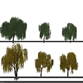 Green and Yellow Willow Trees with Different Foliage Colors Displayed in Two Rows