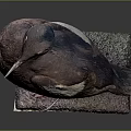 Brown Flying Bird With White Wing Feathers Red Eyes Standing On Stone Base
