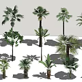 Modern Tree Coconut Tree 3d model