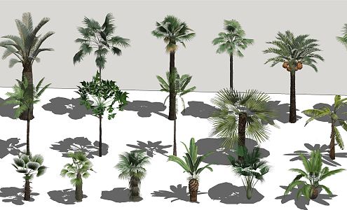 Modern Tree Coconut Tree 3d model