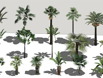 Modern Tree Coconut Tree 3d model