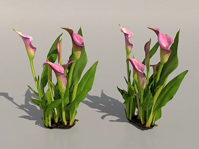 Vibrant Pink Calla Lilies With Lush Green Leaves And Healthy Stems 3d model