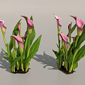 Vibrant Pink Calla Lilies With Lush Green Leaves And Healthy Stems