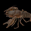 Brown Freshwater Crayfish With Prominent Claws And Detailed Exoskeleton