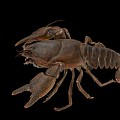 Modern Lobster Crayfish 3d model