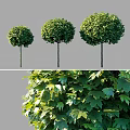 Decorative Ornament Set Featuring Three Spherical Trees With Lush Green Leaves 3d model