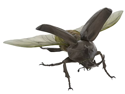 Giant Flying Beetle With Transparent Wings In Natural Habitat 3d model