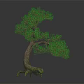 Bonsai Tree with Curved Trunk Exposed Roots and Lush Green Leaves against Dark Background
