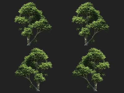 Lush Green Arbor Trees Displaying Dense Foliage And Natural Branch Form 3d model