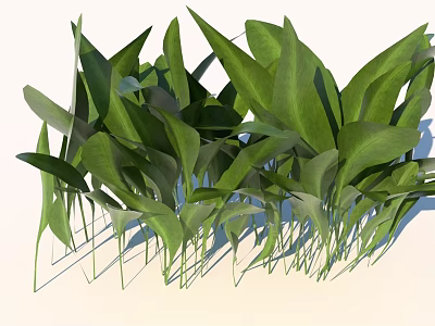 Vibrant Green Herbaceous Plants With Lush Broad Leaves And Slender Stems 3d model