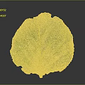 Fresh Green Leaf With Clear Veins On Grey Background Showing Natural Details And Moisture Spots