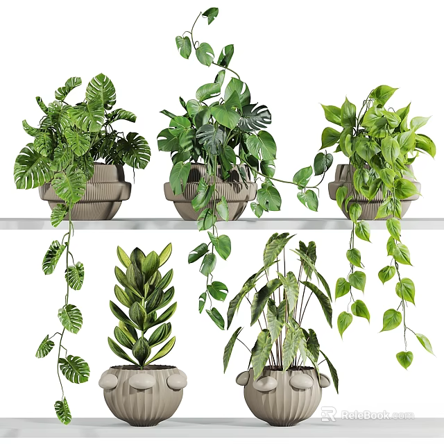 Ornamental Plant Decor Set With Various Green Plants Hanging Vines And Ceramic Planters 3d model 