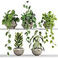 Ornamental Plant Decor Set With Various Green Plants Hanging Vines And Ceramic Planters